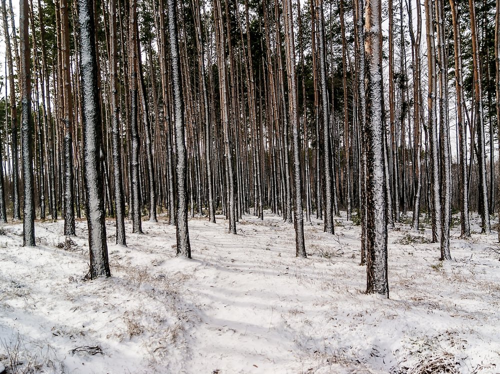 Свежий снег