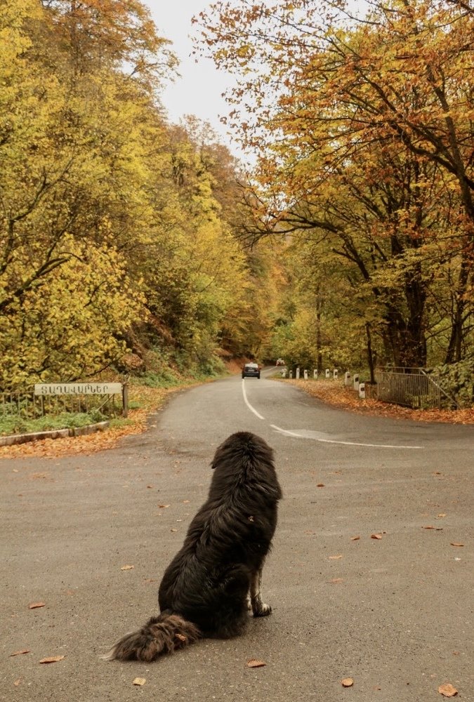 «Жду хозяина»