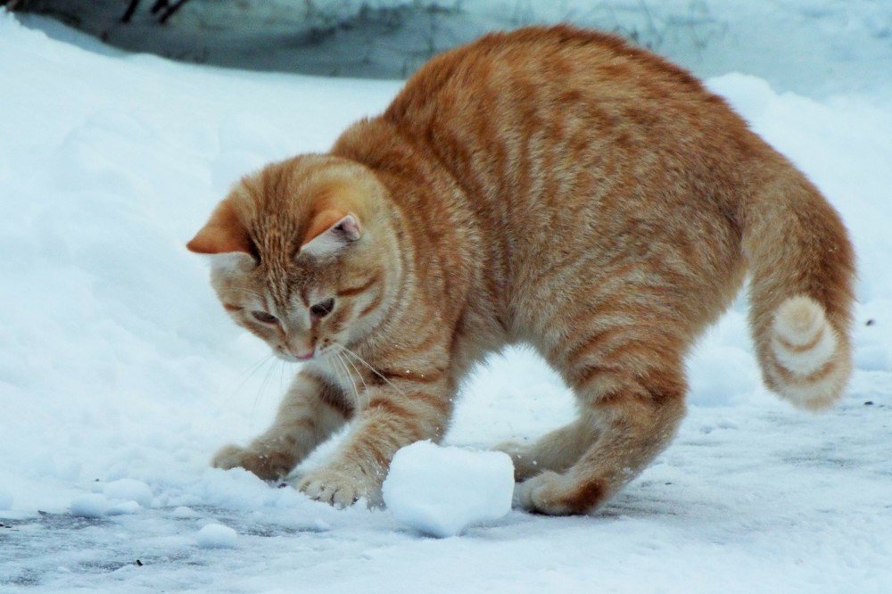 Фотография автора Виктор Конев