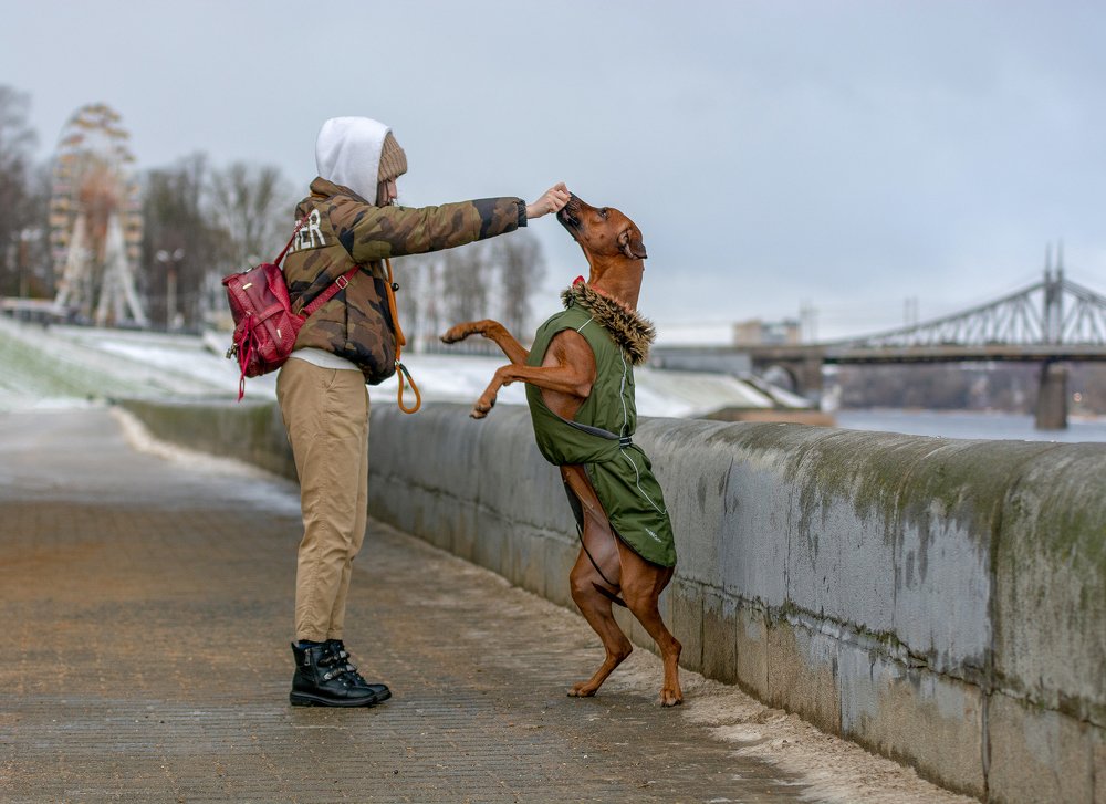 Родезийский риджбек - Ибица
