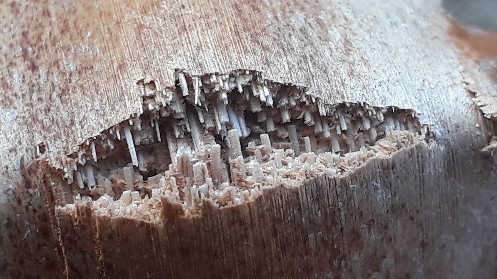 Photo #4276206