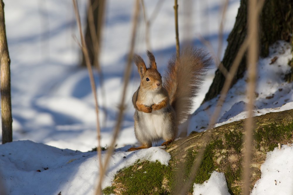 Photograph by Вячеслав Криволуцкий