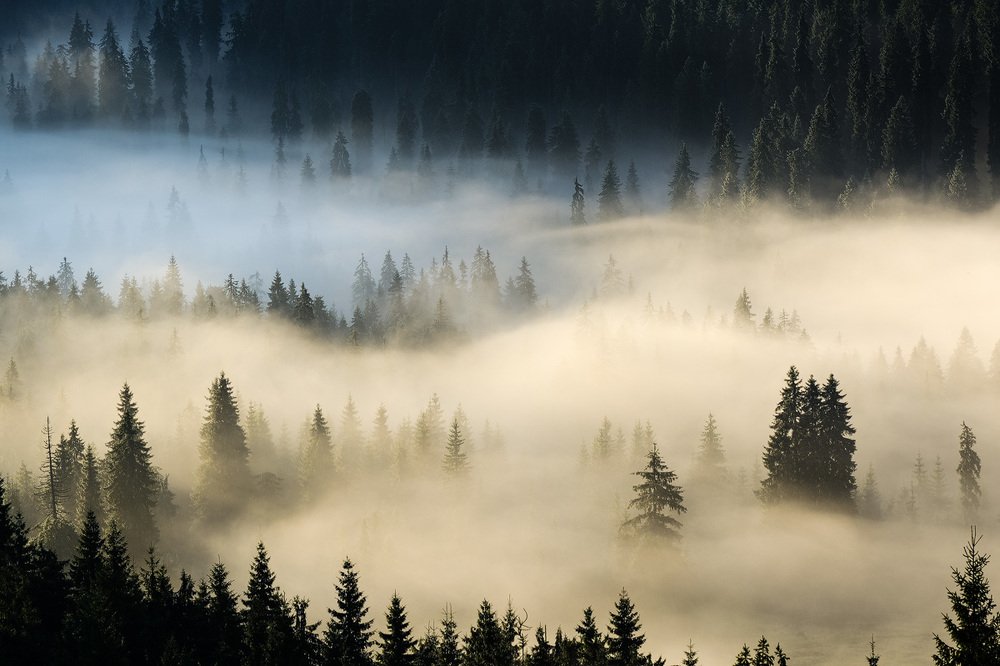 Photograph by Stefan Chirobocea