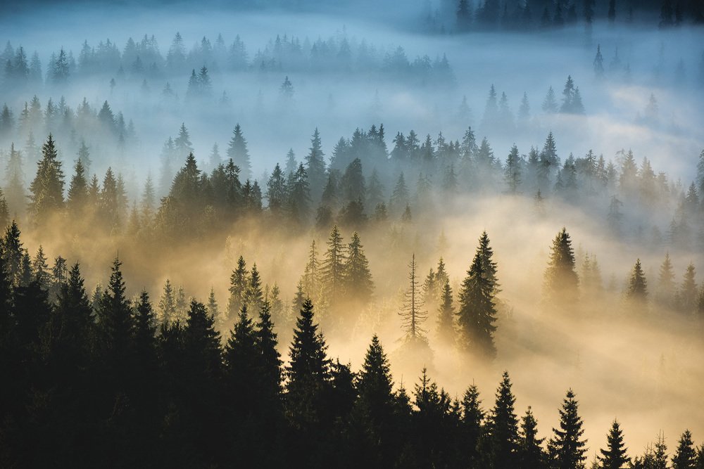 Photograph by Stefan Chirobocea