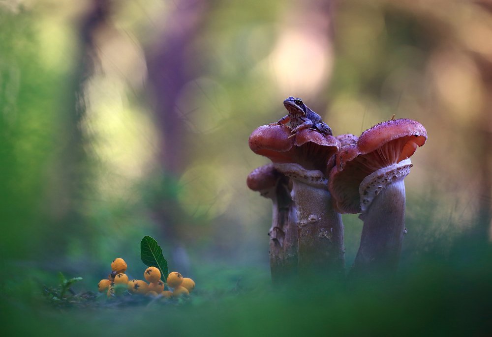 Photograph by Viktor Schneider