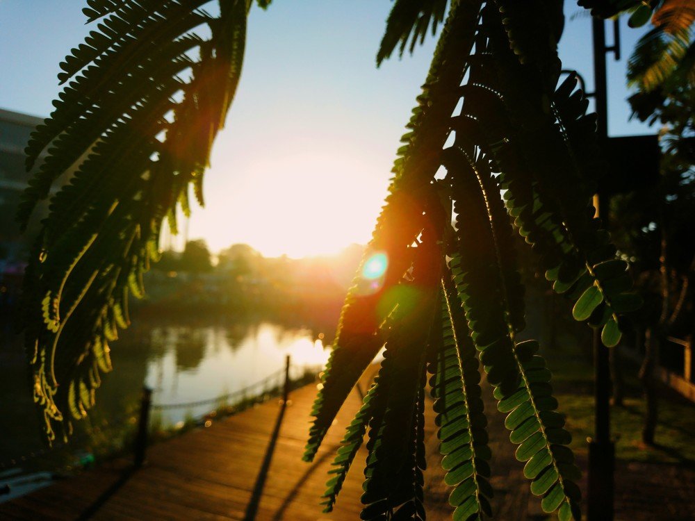 Morning @ Colombo for floating market and leafs with sun rising.