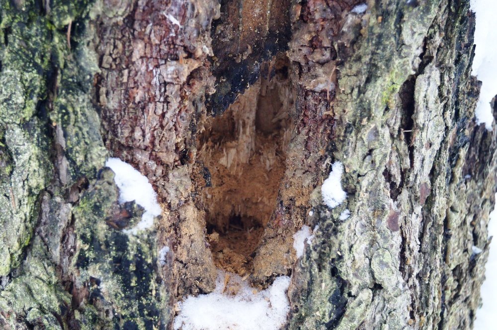 Крик о помощи.