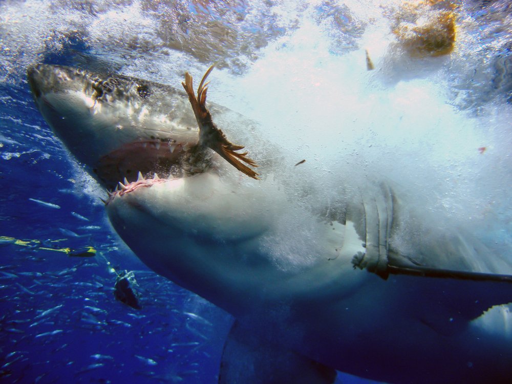 Photograph by Галина Михоношина