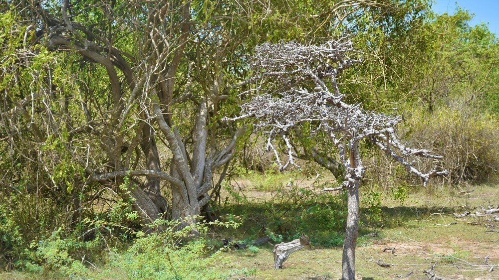 Photograph by Karuna Premalal Wanigasekara Arachchilage