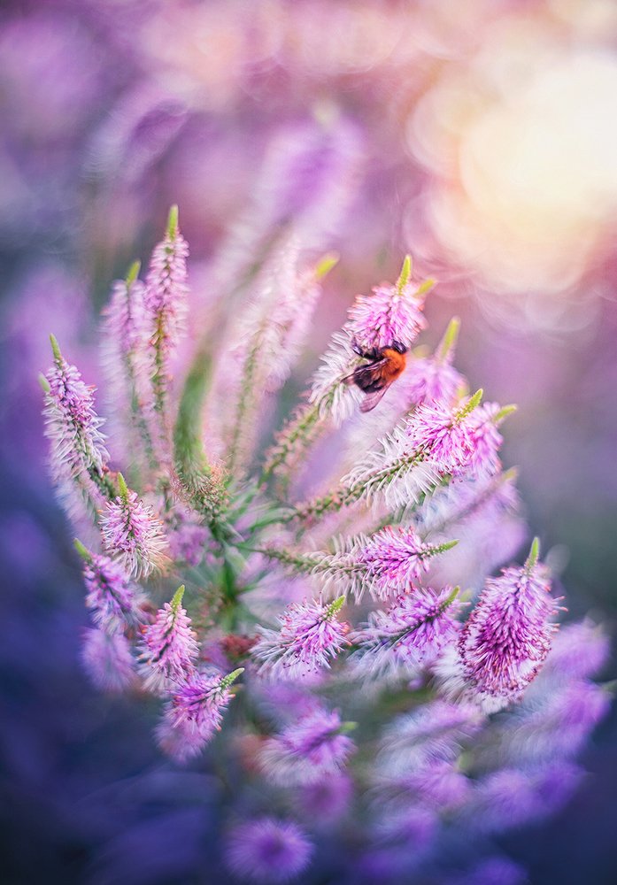 Photograph by Dana S.