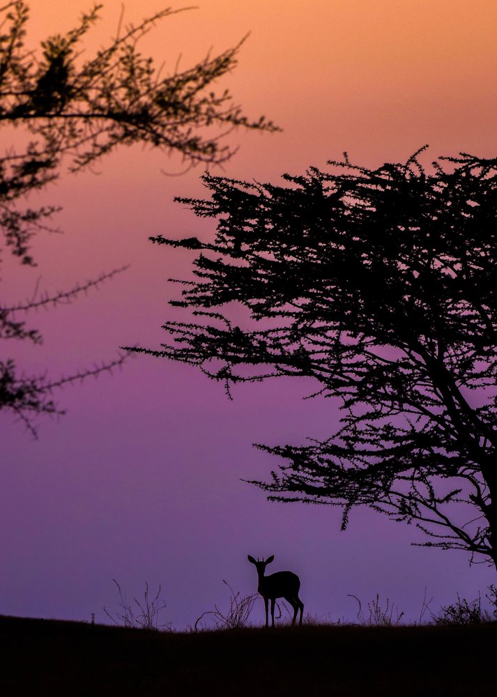 Photograph by Onkar Bedre