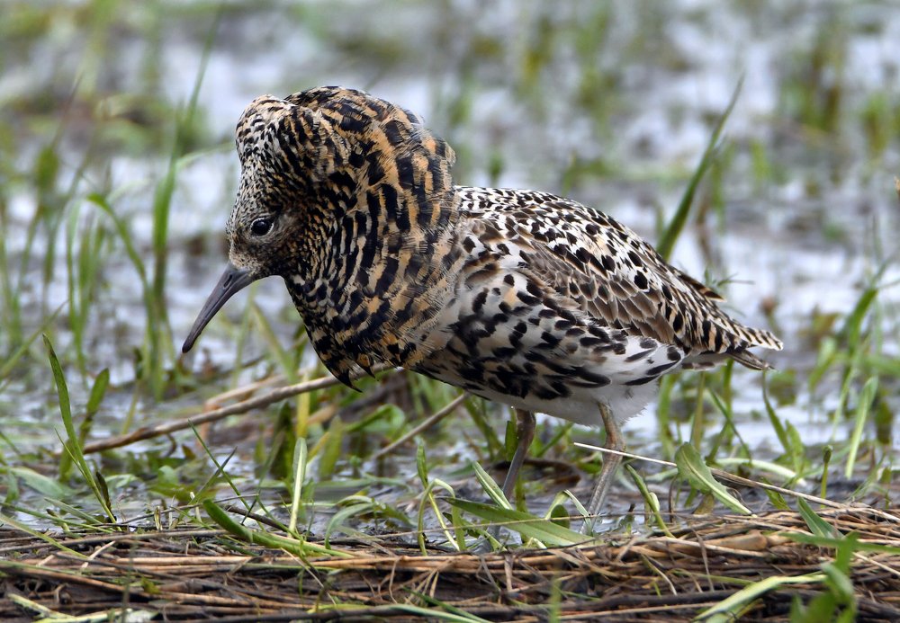 Майский "северный лев"..