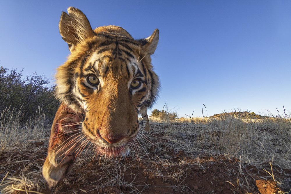 Фотография автора Nitin Michael