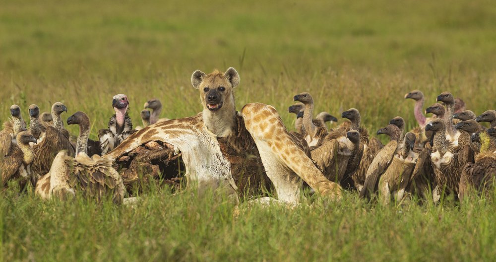 Фотография автора Nitin Michael