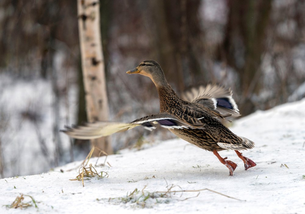 Photograph by Олег Пученков