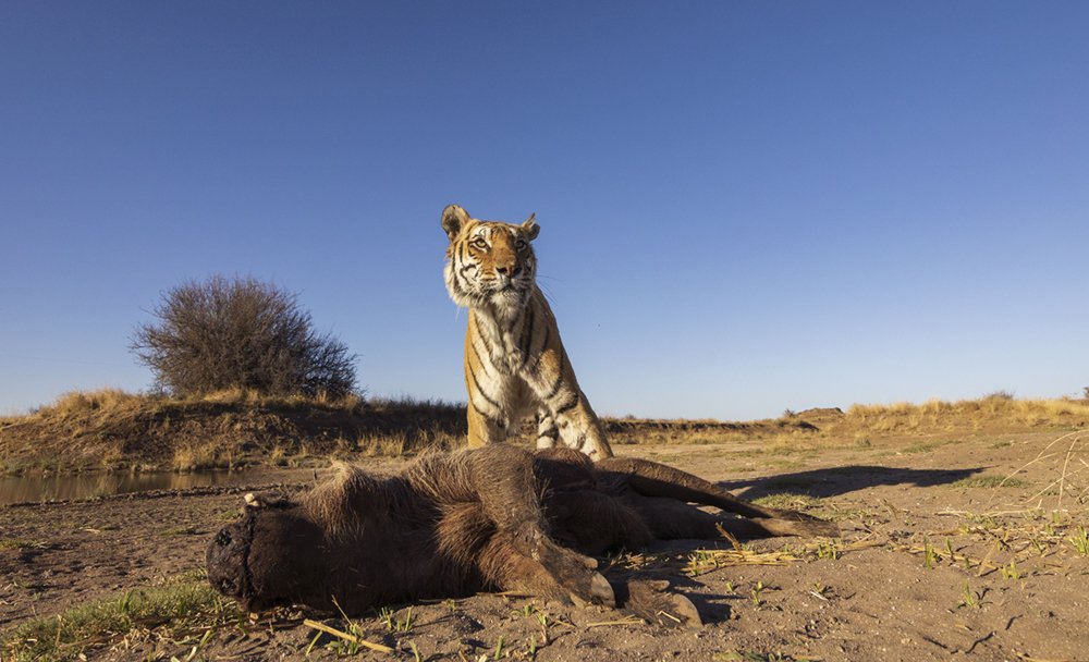 Фотография автора Nitin Michael