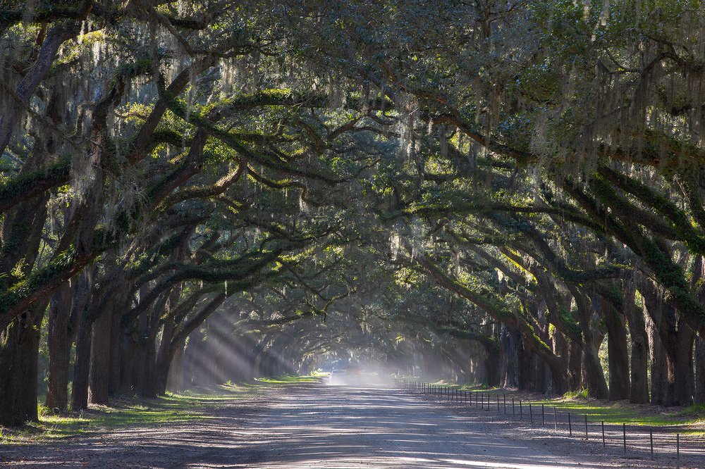 Old Oak Alley.
