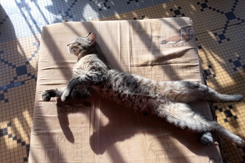 Cat in the shadow