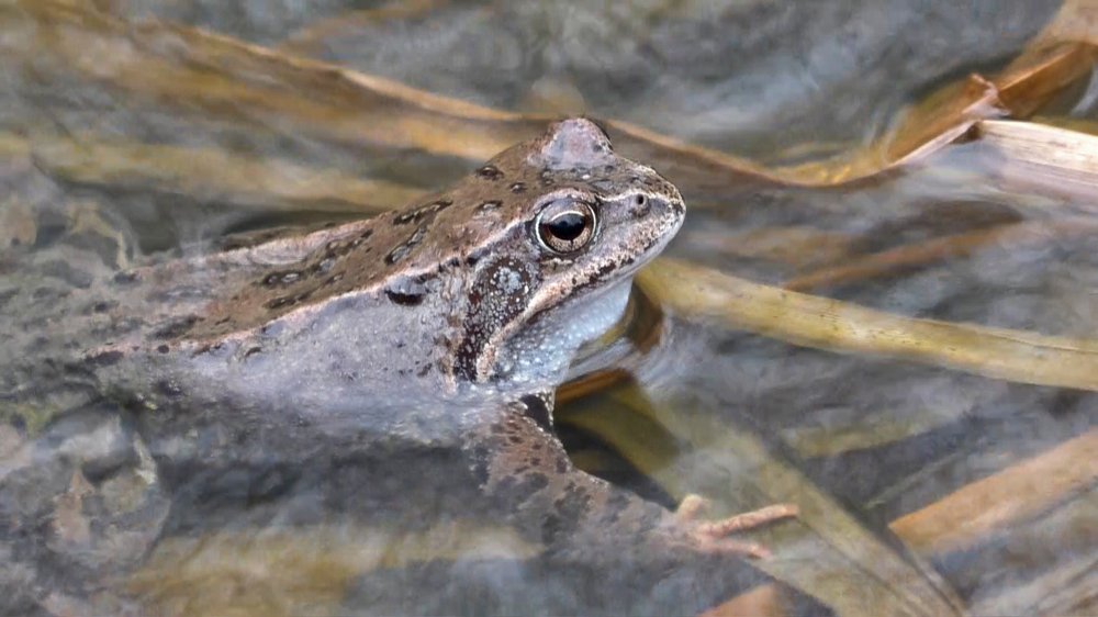 В поисках подруги