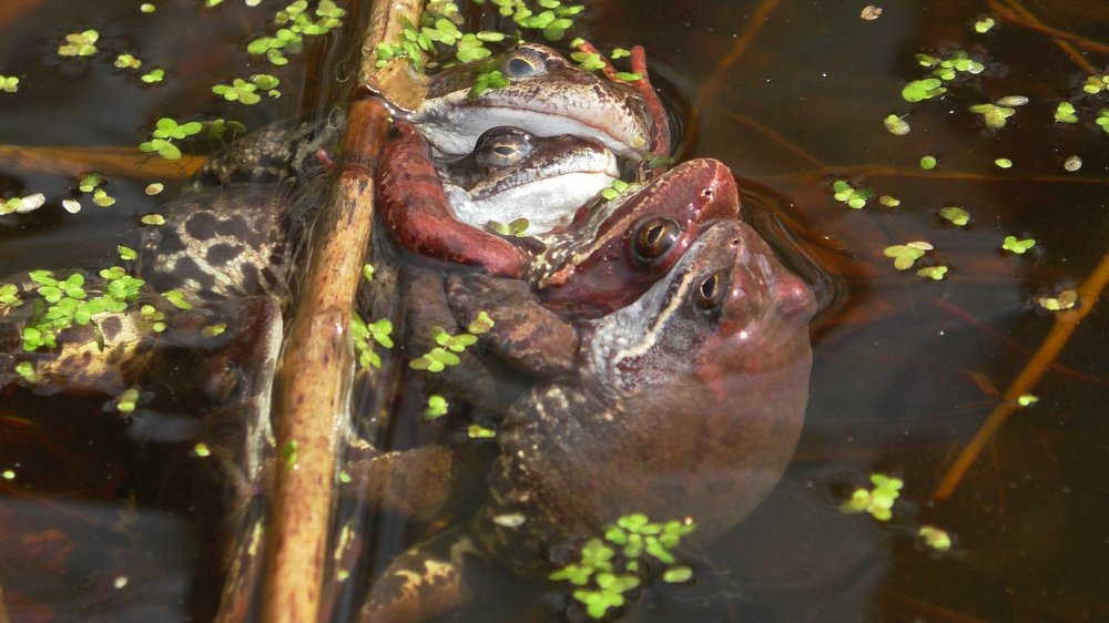 Шведская семейка