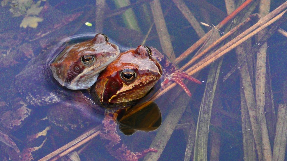 Они нашли друг друга