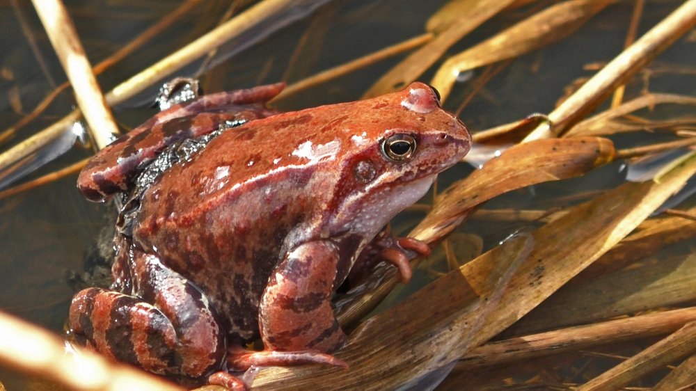 Красная,значит, красивая...