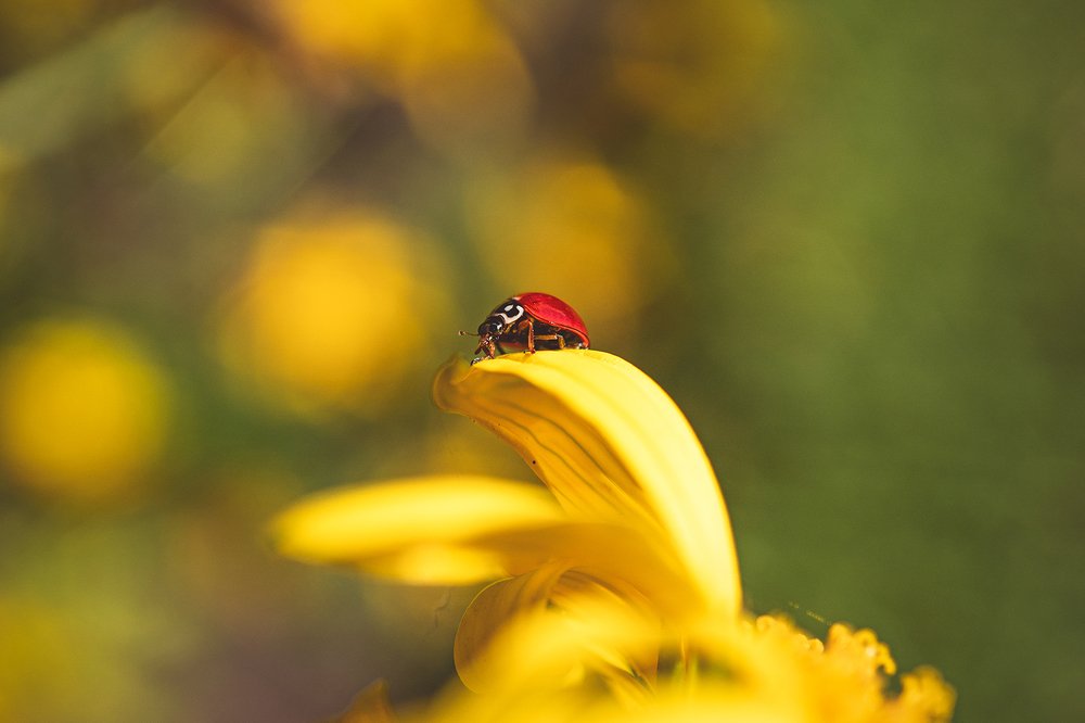 ladybug