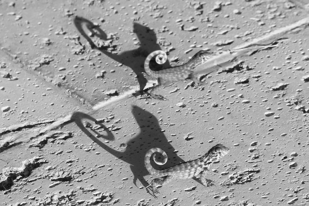 Photograph by jose oliveira