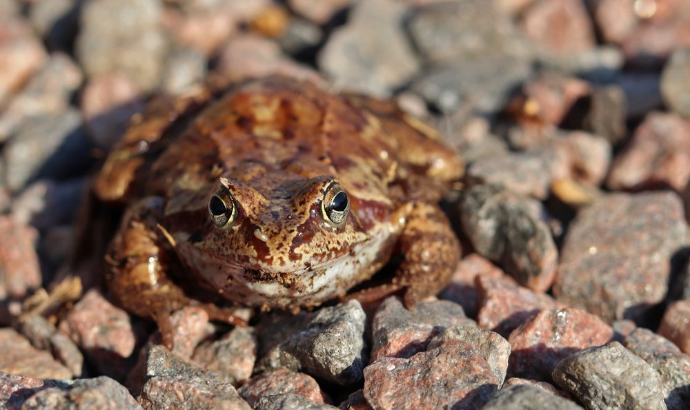 Ах , эти черные глаза...