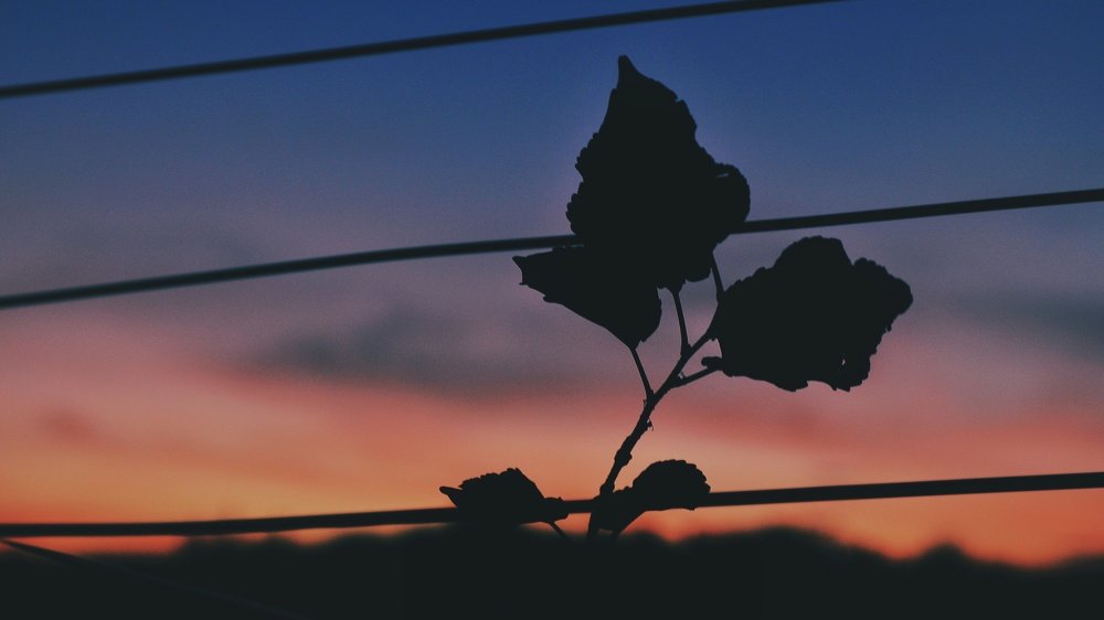 Photograph by John Merluza