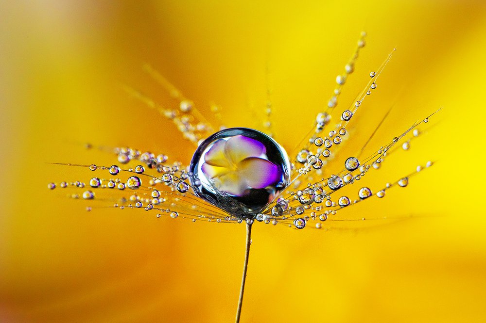 Отражение в капле цветка франжепани