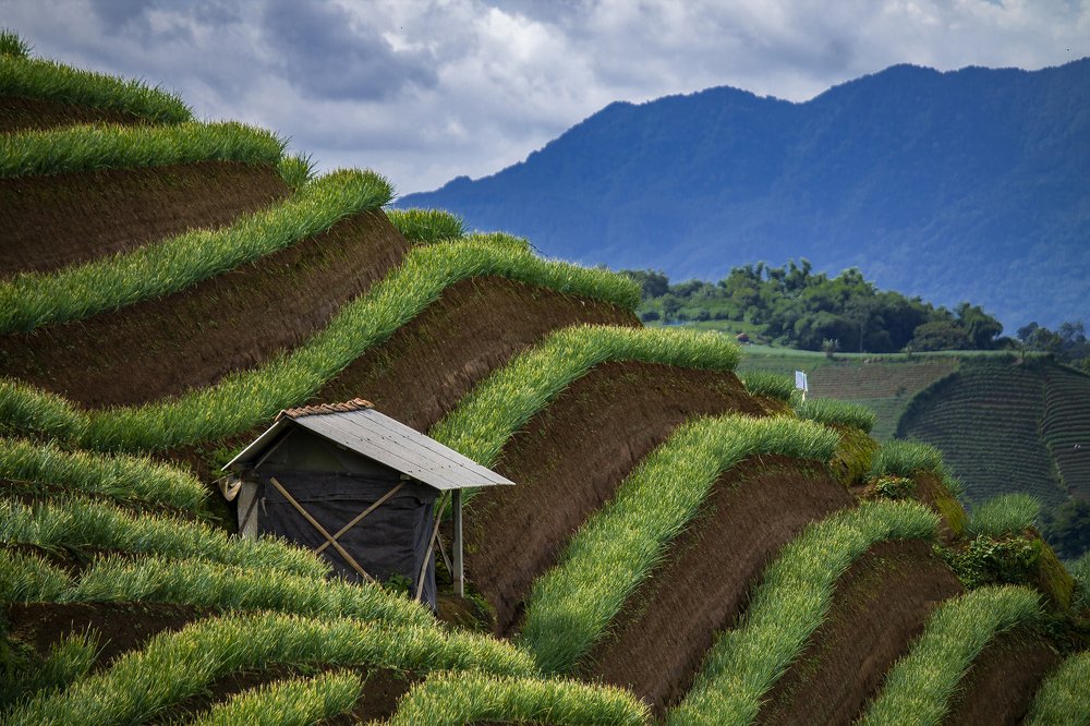 Onion Farm Fields in the Morning