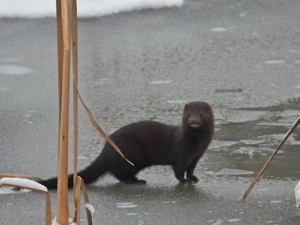 Американская норка