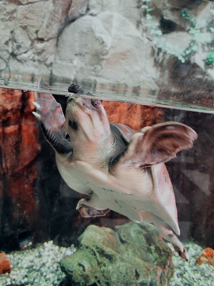 Глоток воздуха