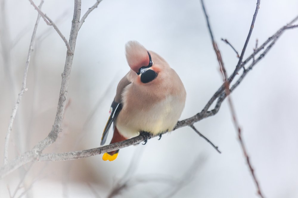 Свиристель