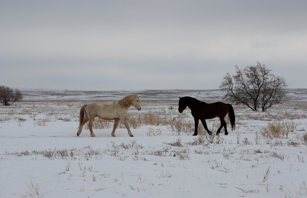 Родные просторы