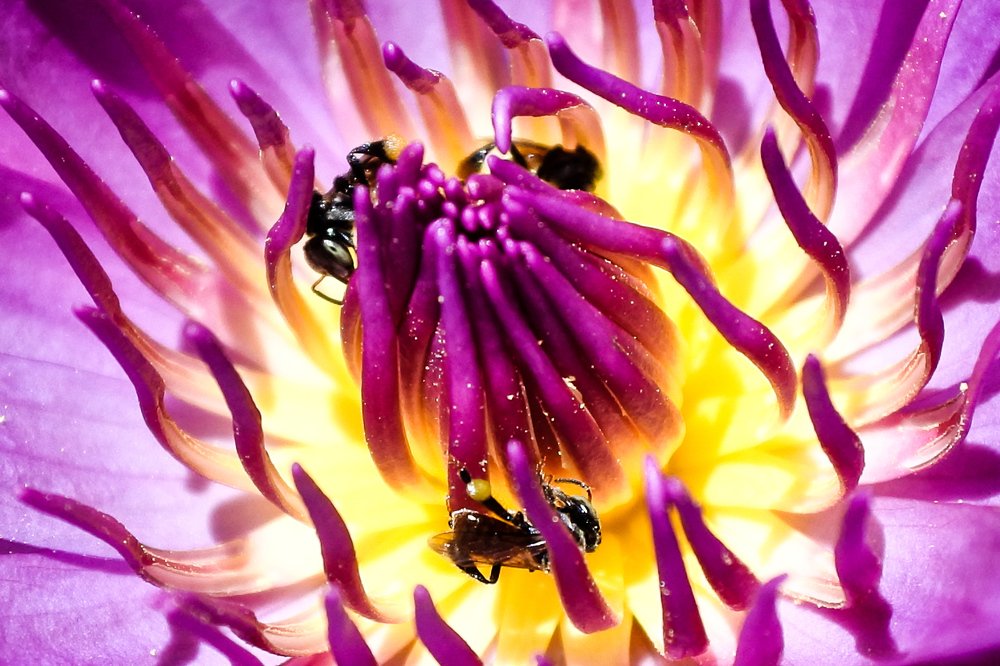 Photograph by Joachim Royal