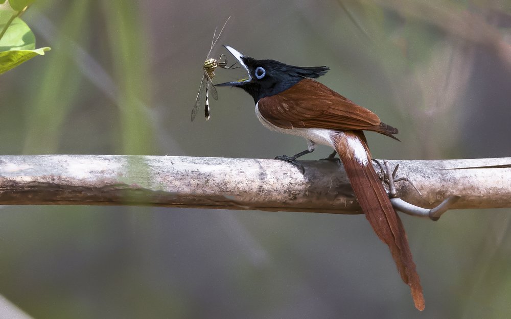 Indian Paradise Flycatcher will kill