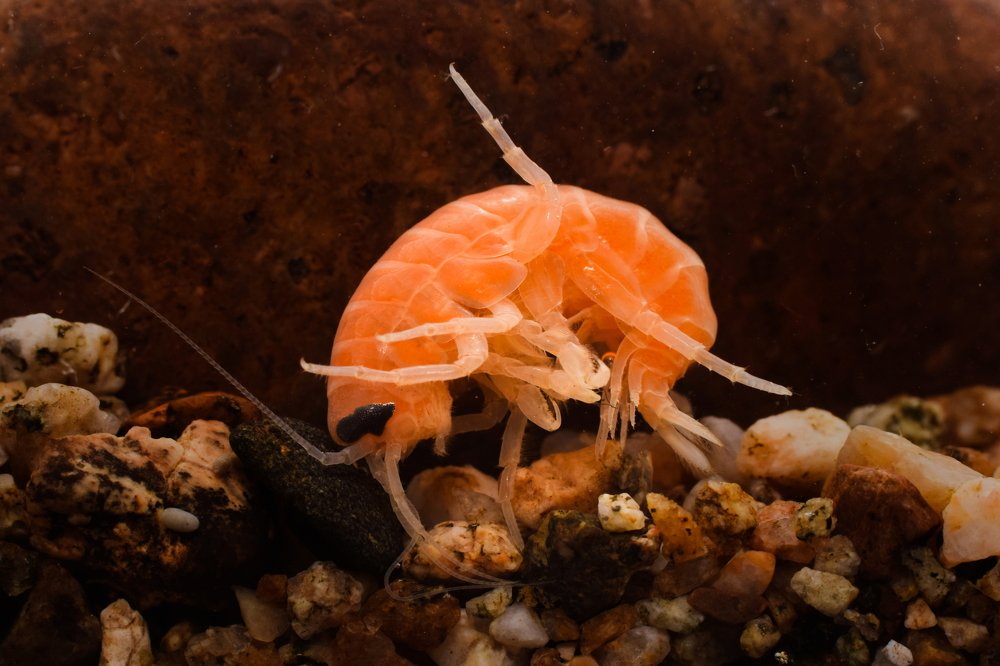 Ommatogammarus flavus (Dybowsky, 1874)