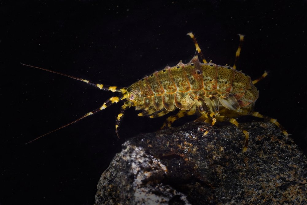 Pallasea cancellus (Pallas, 1776)