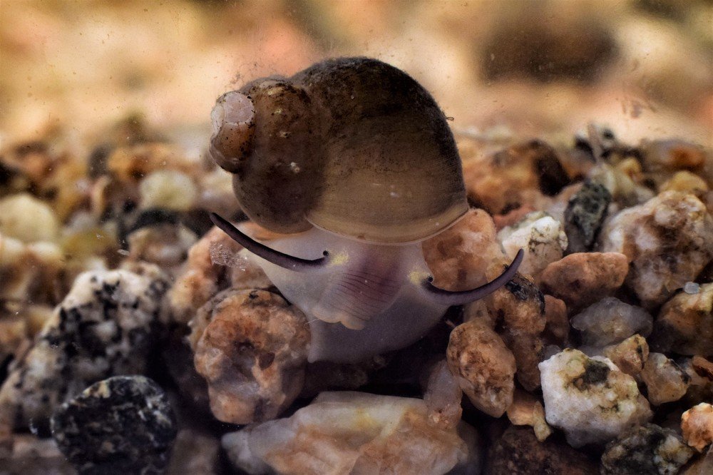 Benedictia baicalensis (Gerstfeldt, 1859)