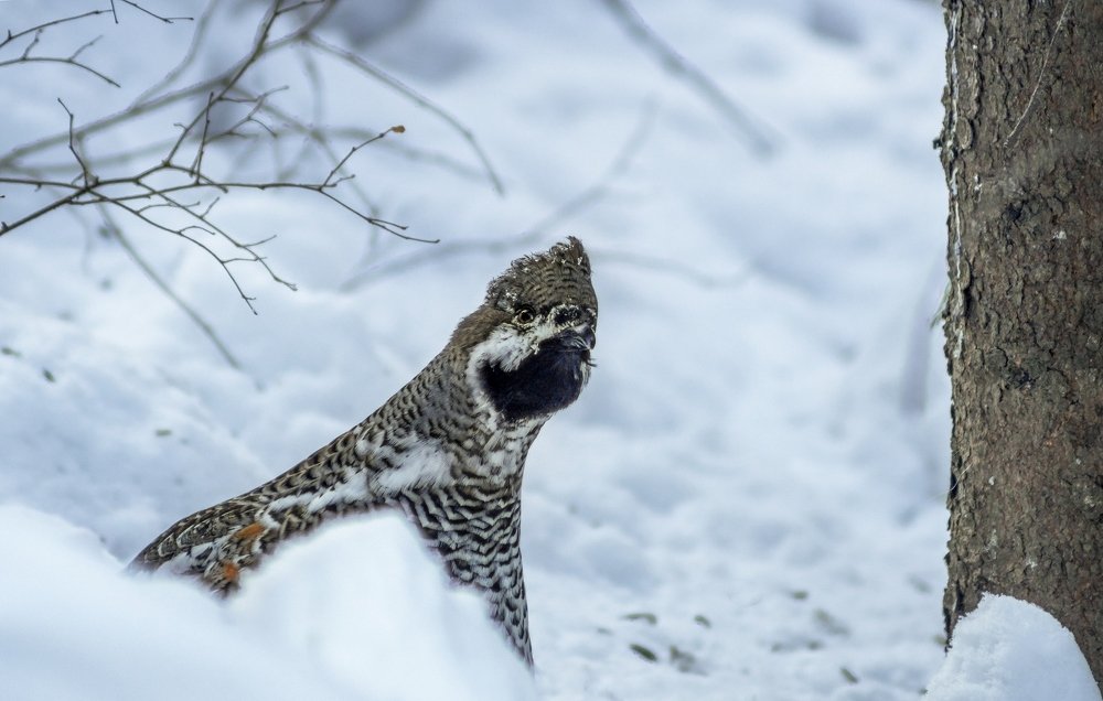 Любопытный рябчик