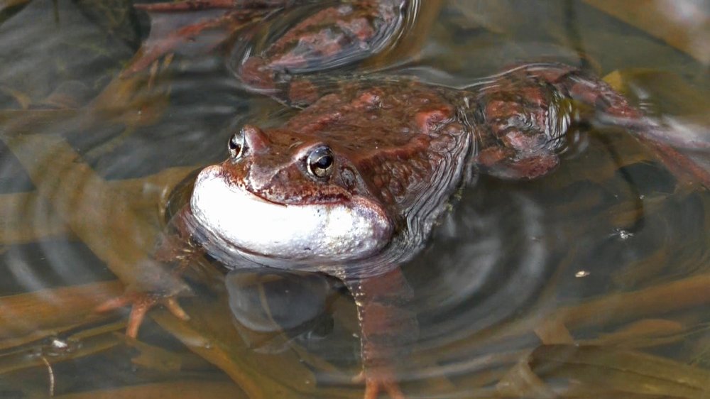 Настроенный на любовь