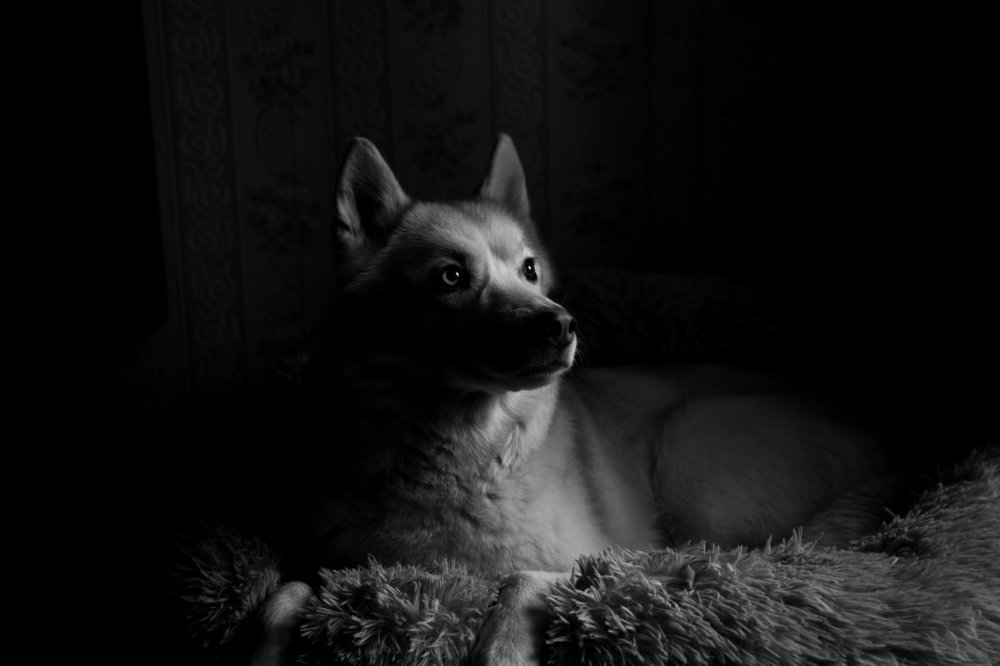 Свет Гудини