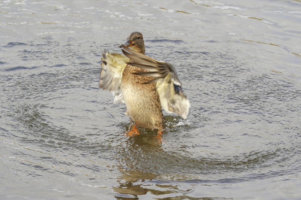 Photograph by Игорь Громаковский