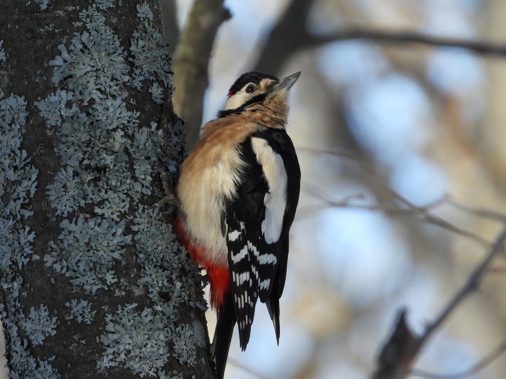 Большой Пёстрый Дятел