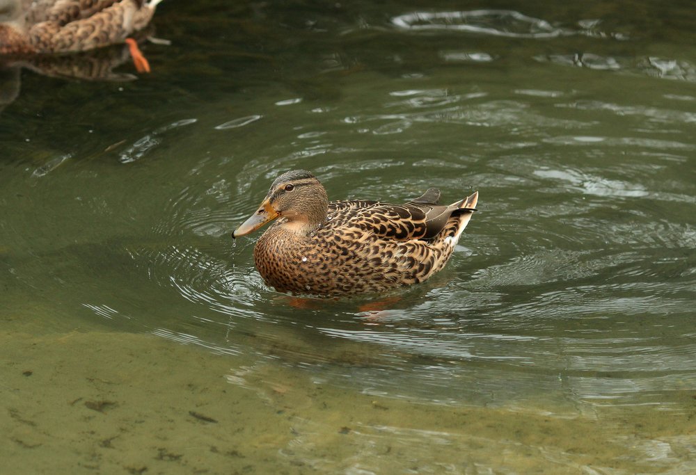 Photograph by Мария Некрасова