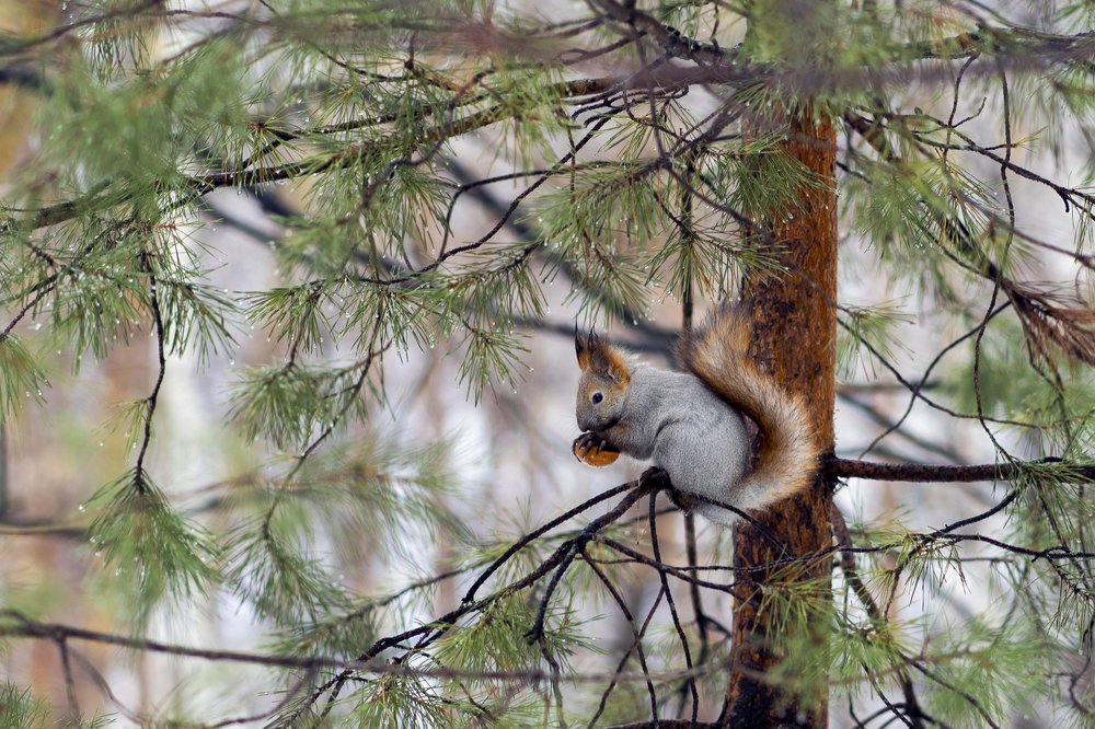 Фотография автора Цвелёв Дмитрий