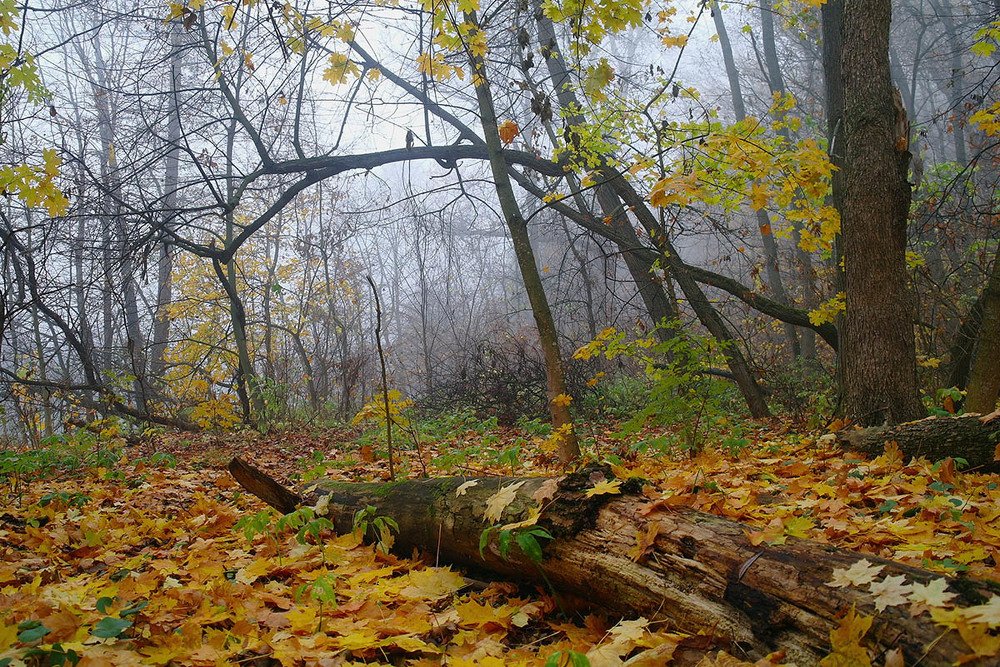 Photograph by Евгений Кулик