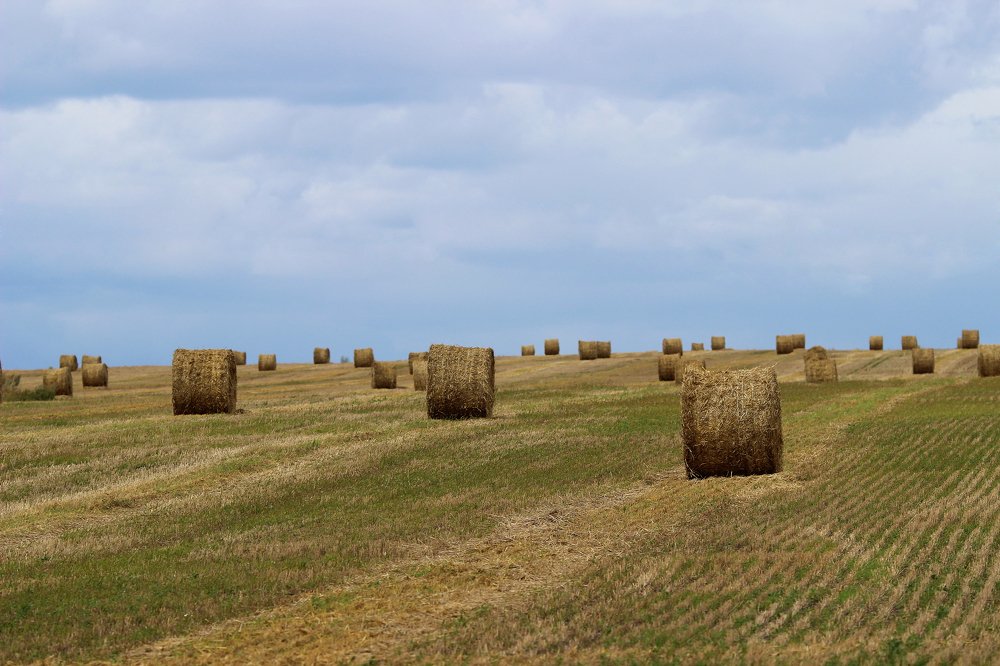 Перед грозой...